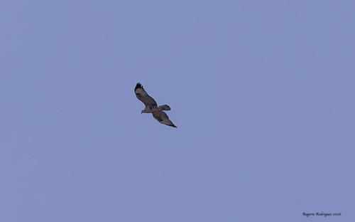 Cape Verde Buzzard