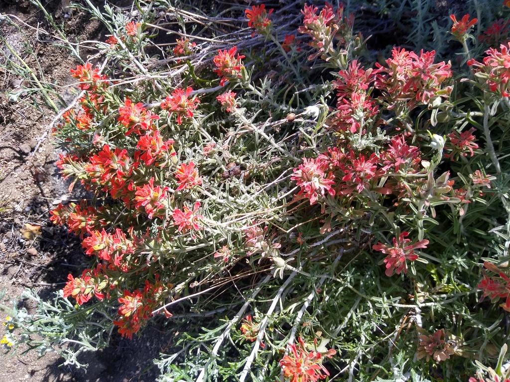 Castilleja foliolosa; photograph author not stated, no rights reserved