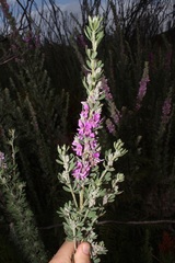 Indigofera hispida