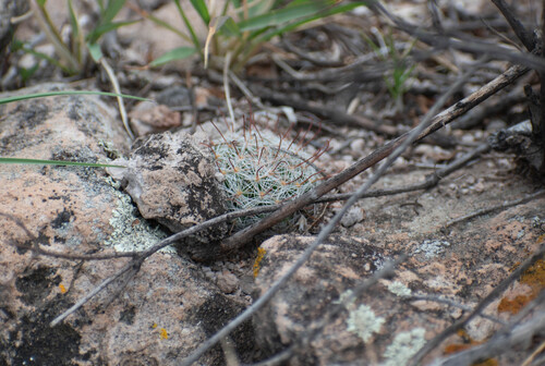 Mammillaria mercadensis