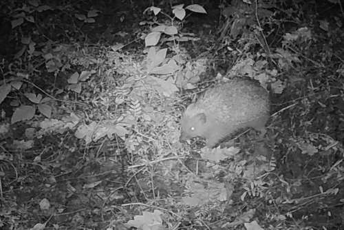Northern White-breasted Hedgehog