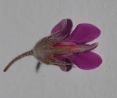 Indigofera hispida