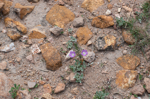 Ipomoea capillacea