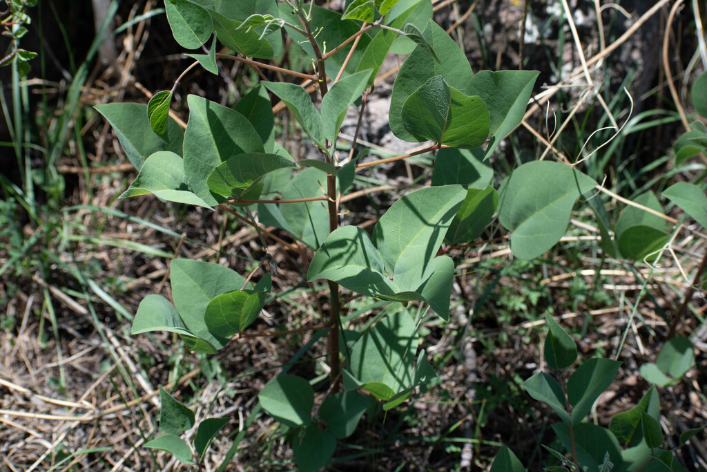 Erythrina leptorhiza; photograph (c) Norma Piedra, some rights reserved (CC BY)