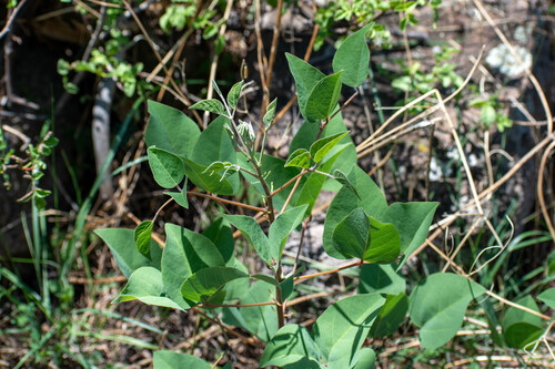 Erythrina leptorhiza, photograph 1