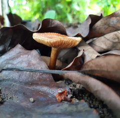 Image of Xeromphalina tenuipes