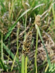 Carex vulpina