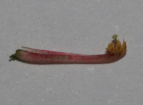 Image of Indigofera hispida by (c) Brian du Preez, some rights reserved (CC BY-SA)