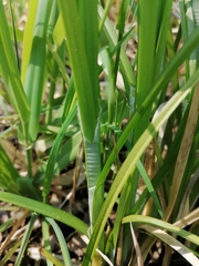 Carex vulpina