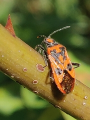 Corizus hyoscyami