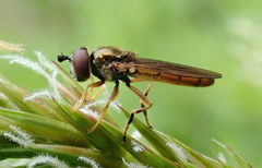 Platycheirus quadratus