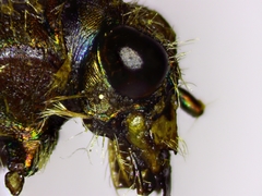 Cicindela repanda repanda