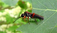 Tenthredo atra