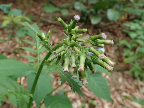 Erechtites valerianifolius