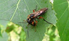 Tenthredo atra