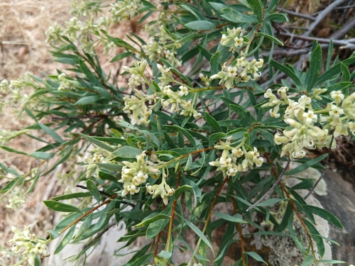 Daphne gnidium mauritanica