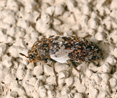 Common Carrion Beetle