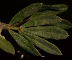 Indigofera hispida