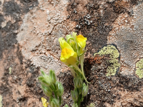 Linaria baborensis
