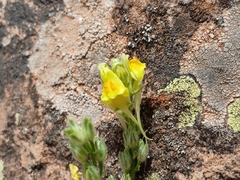 Linaria pinifolia, photograph Anis Dris, CC BY, iNaturalist via GBIF