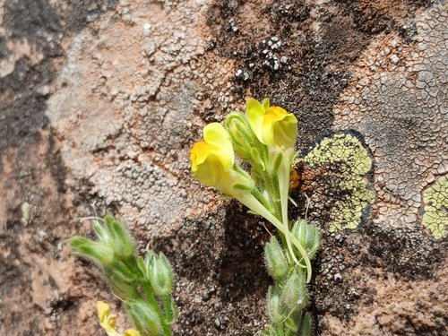 Linaria pinifolia, photograph 5