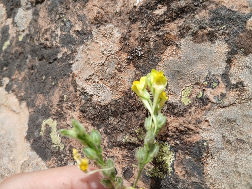 Linaria pinifolia, photograph 6