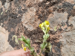 Linaria pinifolia, photograph Anis Dris, CC BY, iNaturalist via GBIF