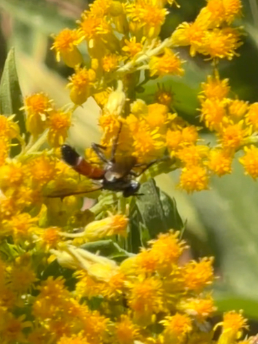 iNaturalist observation photo of Cylindromyia intermedia