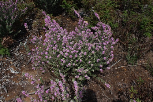 Image of Indigofera hispida by (c) Brian du Preez, some rights reserved (CC BY-SA)