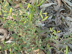 Grevillea chrysophaea