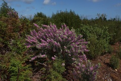 Indigofera hispida