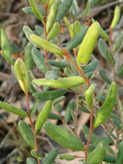 Grevillea chrysophaea