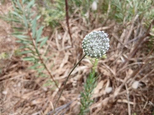 Sardinian Leek