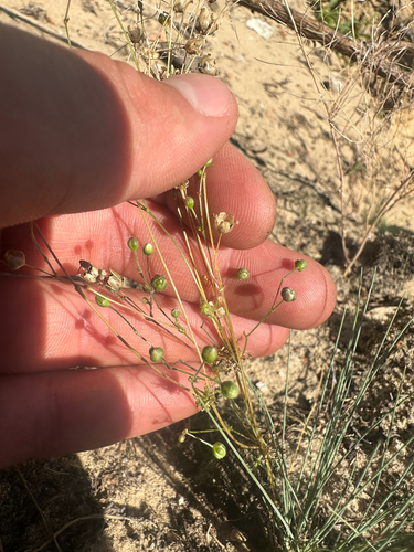 Spergula morisonii, photograph 4