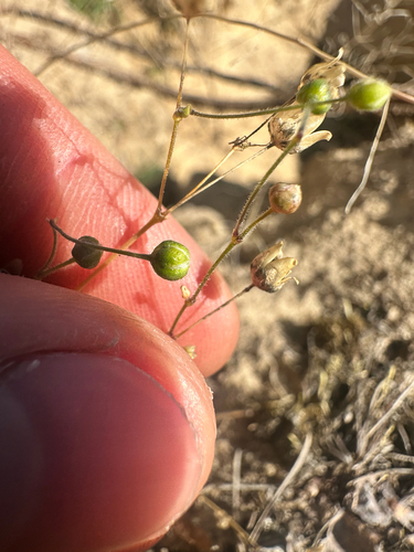 Spergula morisonii, photograph 6