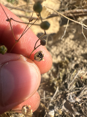 Spergula morisonii, photograph (c) Dawid Juszczak, some rights reserved (CC BY)