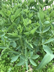 Baptisia sphaerocarpa
