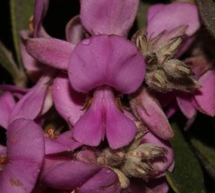 Indigofera hispida