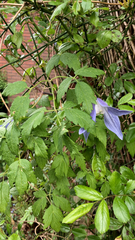 Clematis alpina