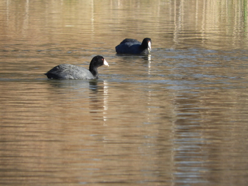 American Coot photographed in Delaware
