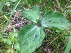 Trillium albidum