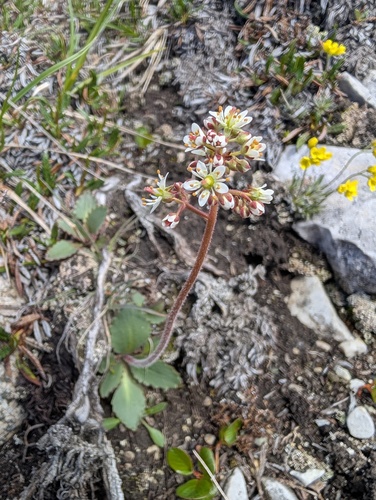 Micranthes reflexa (Micranthes reflexa)