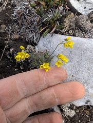 Draba incerta, photograph (c) Trevor Van Loon, some rights reserved (CC BY)