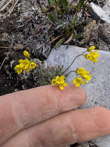 Draba incerta, photograph 5