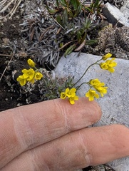 Draba incerta, photograph (c) Trevor Van Loon, some rights reserved (CC BY)