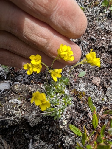 Draba incerta, photograph 4