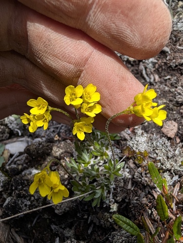 Draba incerta observed 2026-07-07