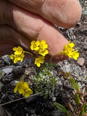 Draba incerta, photograph (c) Trevor Van Loon, some rights reserved (CC BY)