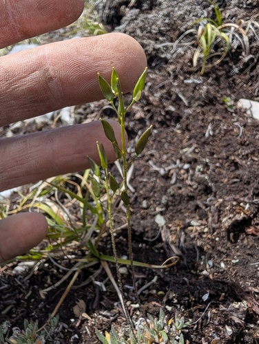 Draba incerta