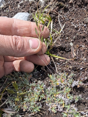 Draba incerta, photograph 2